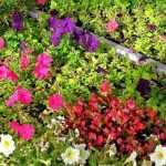Annuals: seed, plug plant or pot?