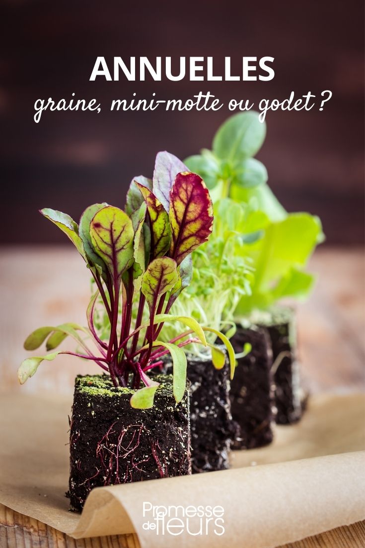 annuals seed mini plug or bucket annuals seed mini plug or bucket