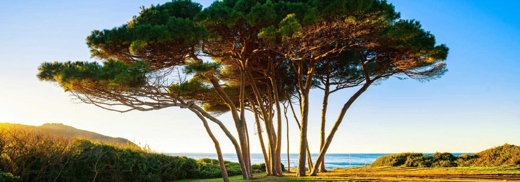 7 trees for coastal gardens