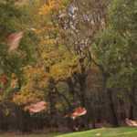 Protecting a very windy garden