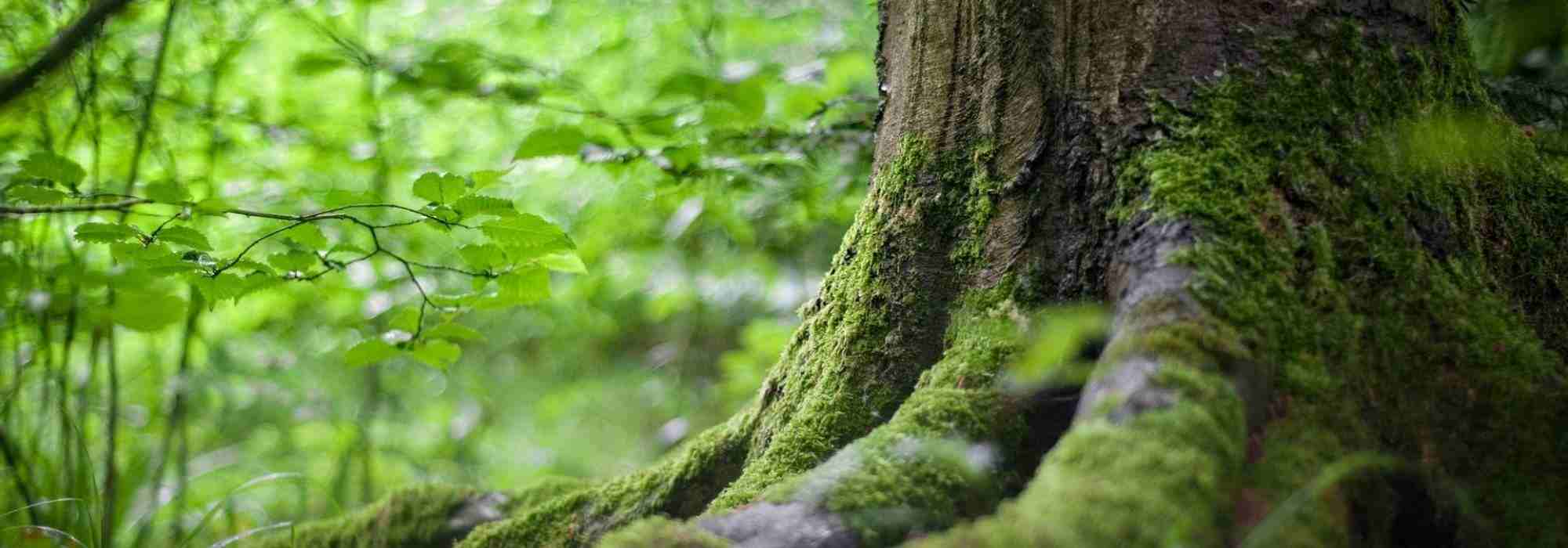 5 trees for a North-facing garden