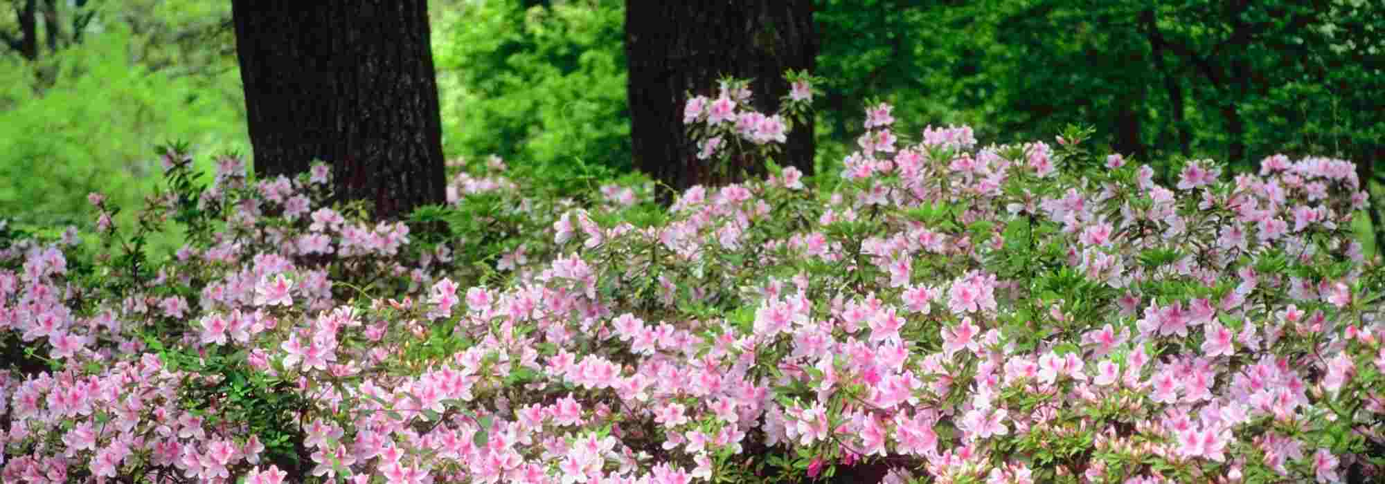 6 shrubs for a North-facing garden