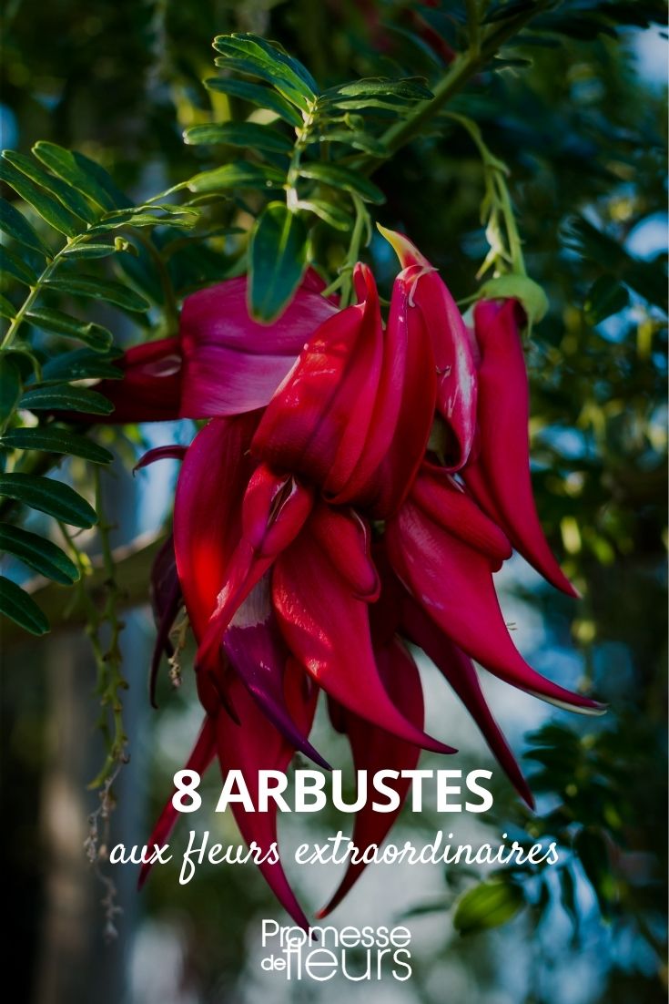 extraordinary flower bushes extraordinary bush flowers