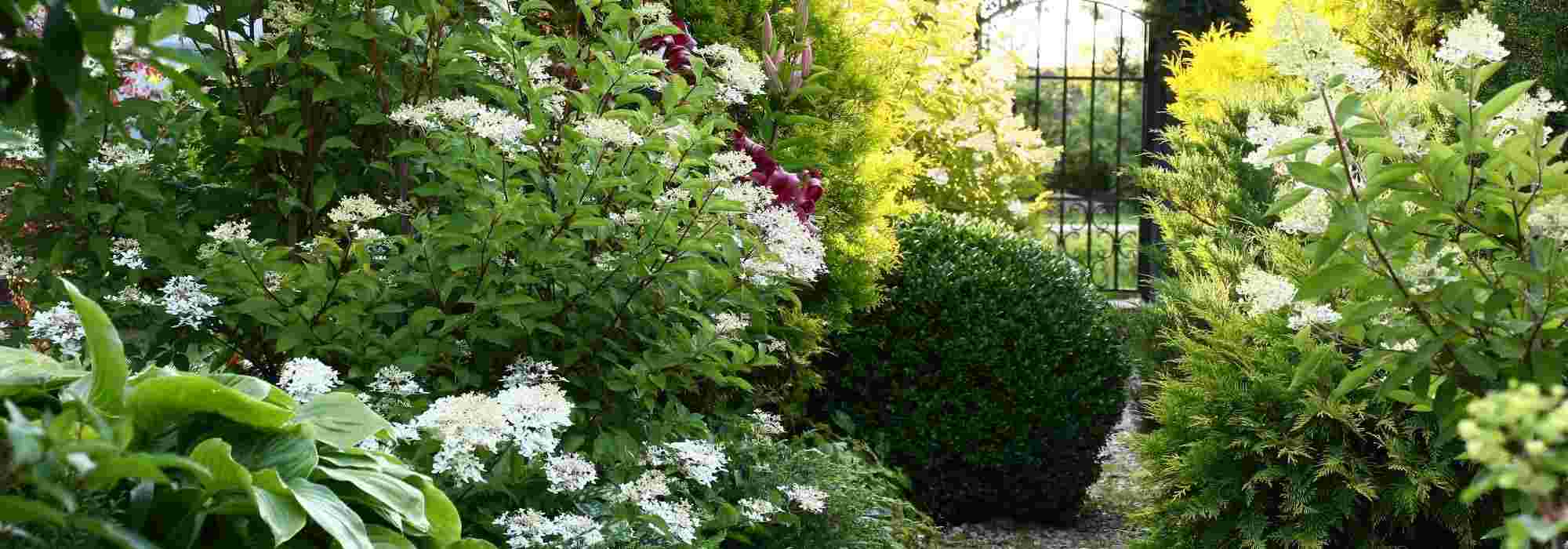 6 shrubs for a north-facing hedge
