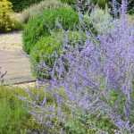 Pairing ideas with Perovskia