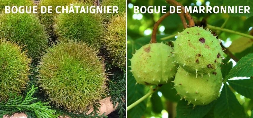 Husks of sweet chestnut and horse chestnut