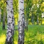 Diseases and pests of Birch