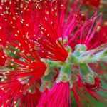 How to choose a Callistemon?