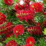 How to pair Callistemon?