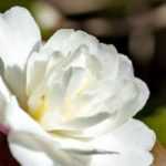 7 autumn camellias with white flowers