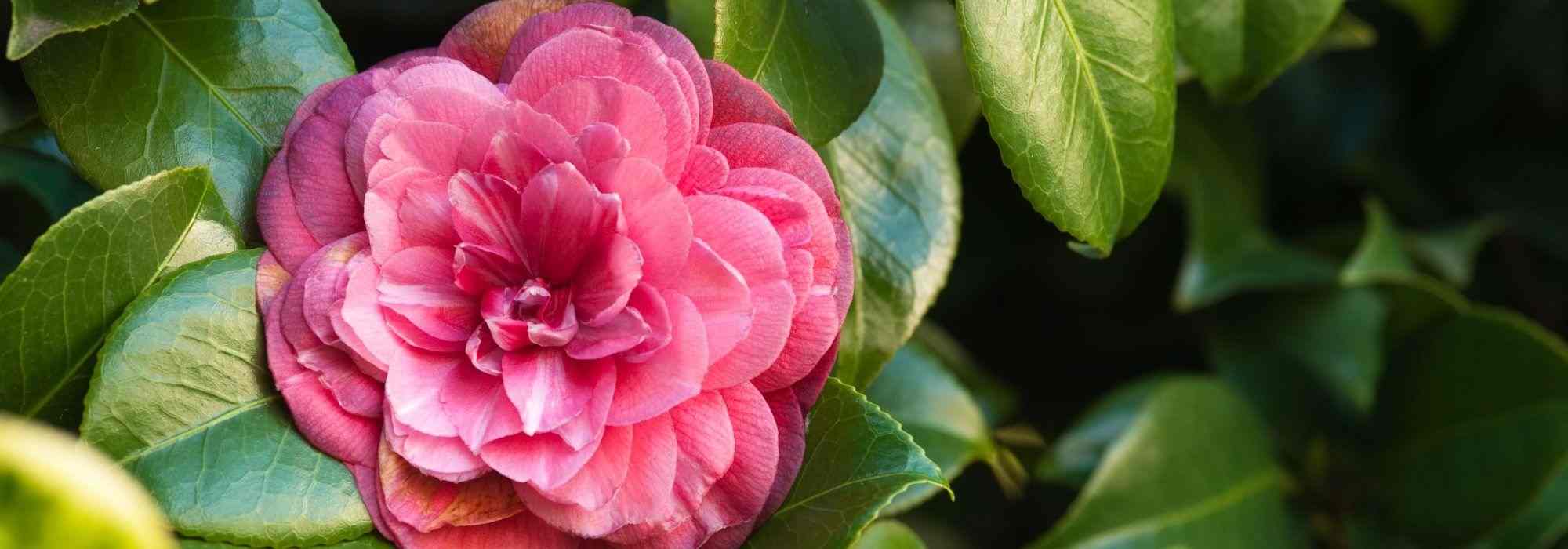 7 classic pink-flowered camellias