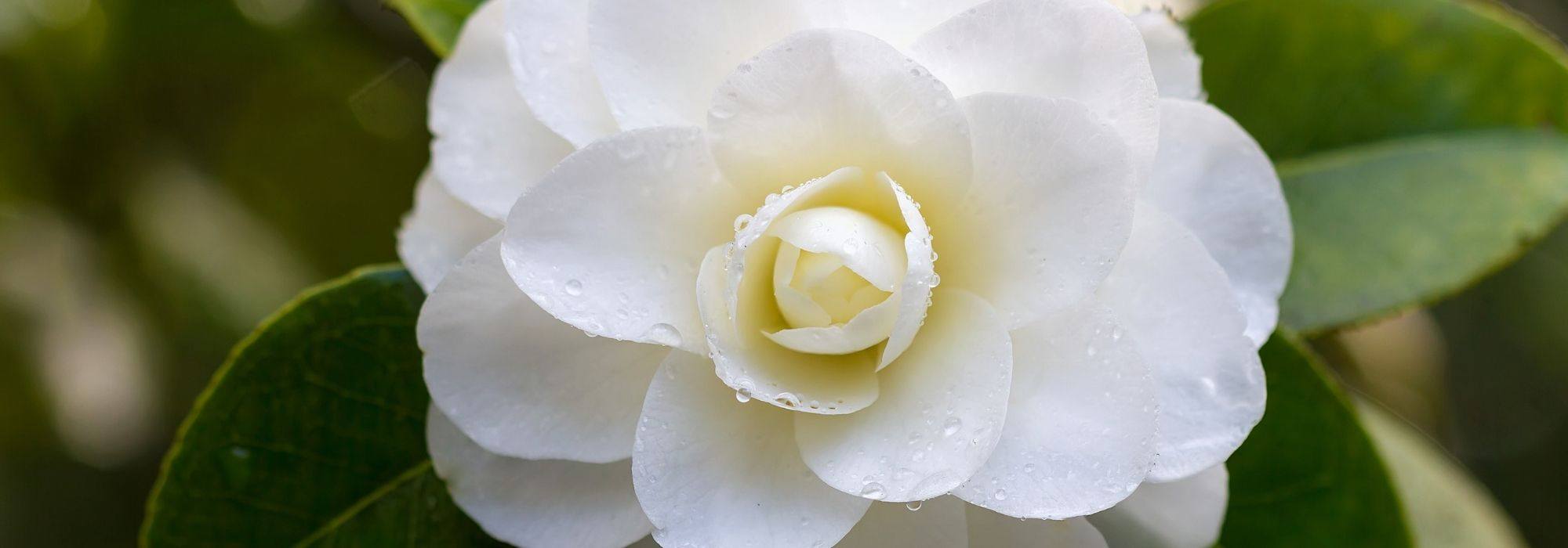 7 classic white camellias