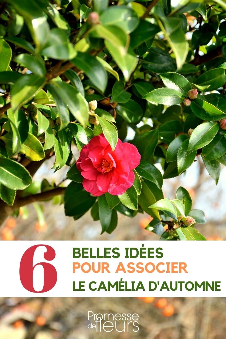 Camellia sasanqua - Companion Planting Camellia sasanqua - Pairing