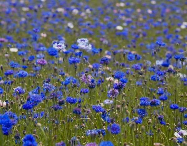 How to dry cornflower blooms?