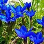 Choosing a gentian