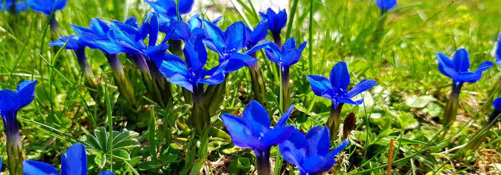 Choosing a gentian