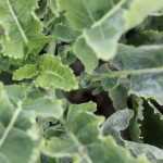 To grow Daubenton perpetual cabbage