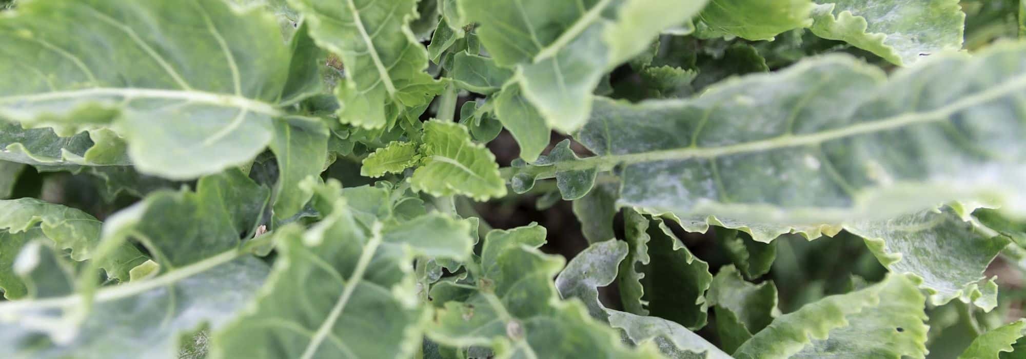 To grow Daubenton perpetual cabbage