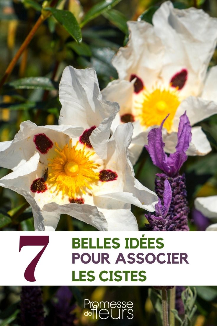 Cistus companions Cistus-associate
