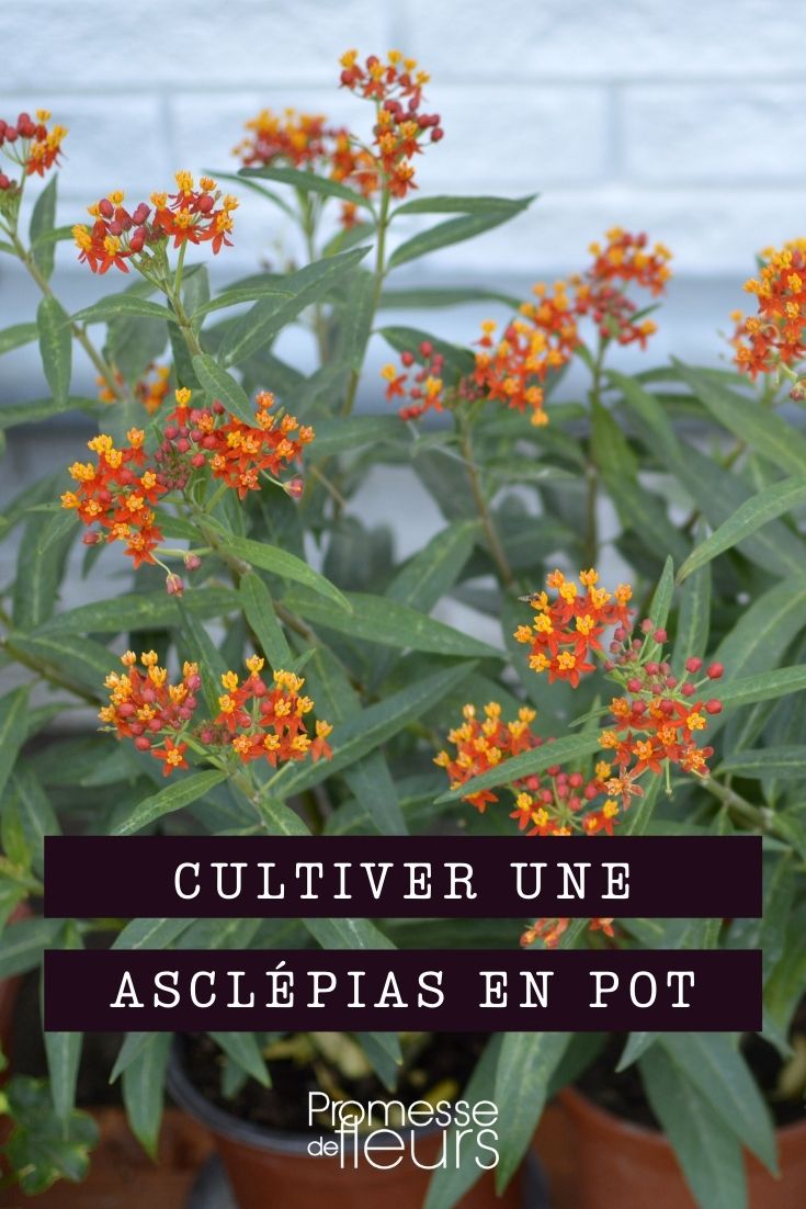 Growing Asclepias in Containers
Asclepias, commonly known as milkweed, is not only a striking plant but also a vital resource for monarch butterflies. Cultivating Asclepias in containers is a splendid way to enjoy its beauty up close, whether on a balcony, patio, or within a small garden. Here’s how to successfully grow Asclepias in pots.
### Choosing the Right Container
Select a pot that is at least 12-16 inches deep and wide to accommodate the deep roots of Asclepias. Ensure the container has adequate drainage holes to prevent waterlogging, which can lead to root rot.
### Soil and Planting
Use a well-draining potting mix, ideally one formulated for container gardening. Avoid garden soil as it can be too heavy and may not drain well in a pot. Plant the Asclepias at the same depth it was in its nursery container. After planting, water thoroughly to settle the soil around the roots.
### Location
Asclepias thrives in full sun, so place your container in a spot that receives at least 6 hours of direct sunlight daily. The more sun, the better, as it promotes vigorous growth and abundant flowering.
### Watering
Water your potted Asclepias when the top inch of soil feels dry. Be cautious not to overwater, as Asclepias does not like soggy conditions. During hot, dry periods, you may need to water more frequently.
### Feeding
Feed your Asclepias with a balanced, slow-release fertilizer at the beginning of the growing season to support its growth and flowering. Avoid over-fertilizing, which can lead to excessive leaf growth at the expense of flowers.
### Overwintering
In colder regions, Asclepias in containers may need protection during winter. You can move the pot to a sheltered location like a garage or shed. Alternatively, mulch heavily around the base of the plant and wrap the pot in burlap to provide extra insulation.
### Regular Care
Check for pests such as aphids and treat them promptly to prevent damage. Deadheading spent flowers can encourage more blooms and prevent the plant from self-seeding excessively.
By following these tips, you can enjoy the vibrant spikes of Asclepias and contribute to the conservation of monarch butterflies, right from your own balcony or garden. Growing Asclepias in Containers
Asclepias, commonly known as milkweed, is not only a stunning addition to your garden but also plays a crucial role in the lifecycle of monarch butterflies. Cultivating Asclepias in containers is an excellent option for those with limited space or who wish to enjoy these vibrant plants on patios or balconies.
### Choosing the Right Container
Select a pot that is at least 12-16 inches deep and wide to accommodate the deep roots of Asclepias. Ensure the container has adequate drainage holes to prevent waterlogging, which can lead to root rot.
### Soil and Planting
Use a well-draining potting mix to fill your container. Avoid garden soil as it can compact and hinder drainage. Plant your Asclepias at the same depth it was in its nursery pot. After planting, water thoroughly to settle the soil around the roots.
### Location
Place your container in a location that receives full sun for at least six hours a day. Asclepias thrives in bright sunlight, which promotes vigorous growth and abundant flowering.
### Watering
Water your potted Asclepias when the top inch of soil feels dry. Be cautious not to overwater, as Asclepias does not like soggy conditions. During hot, dry periods, you may need to water more frequently.
### Feeding
Feed your Asclepias with a balanced, slow-release fertilizer at the beginning of the growing season to support its growth and flowering. Avoid over-fertilizing, which can lead to excessive foliage at the expense of flowers.
### Overwintering
In cooler climates, Asclepias in containers may need protection during winter. Move the pots to a frost-free area or provide insulation to the container to prevent the roots from freezing.
### Regular Care
Check for pests such as aphids and treat them promptly. Deadhead spent flowers to encourage new blooms and prevent self-seeding, which can be prolific.
By following these simple steps, you can successfully grow Asclepias in containers, adding a touch of nature's beauty to your outdoor space while supporting the beloved monarch butterflies.