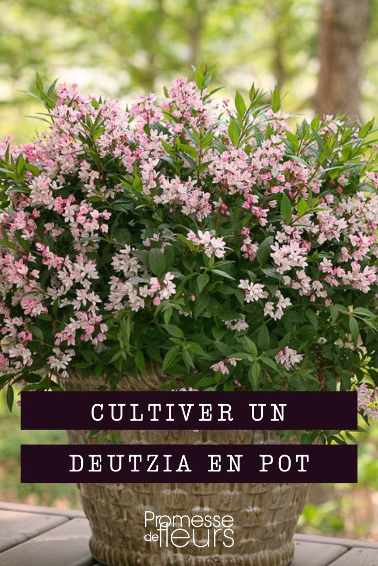 Growing Deutzia in Containers