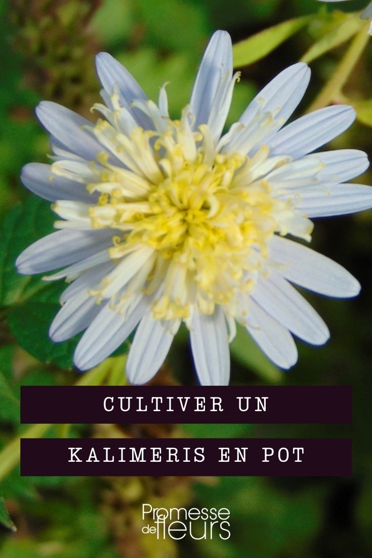 Growing Kalimeris in Pots