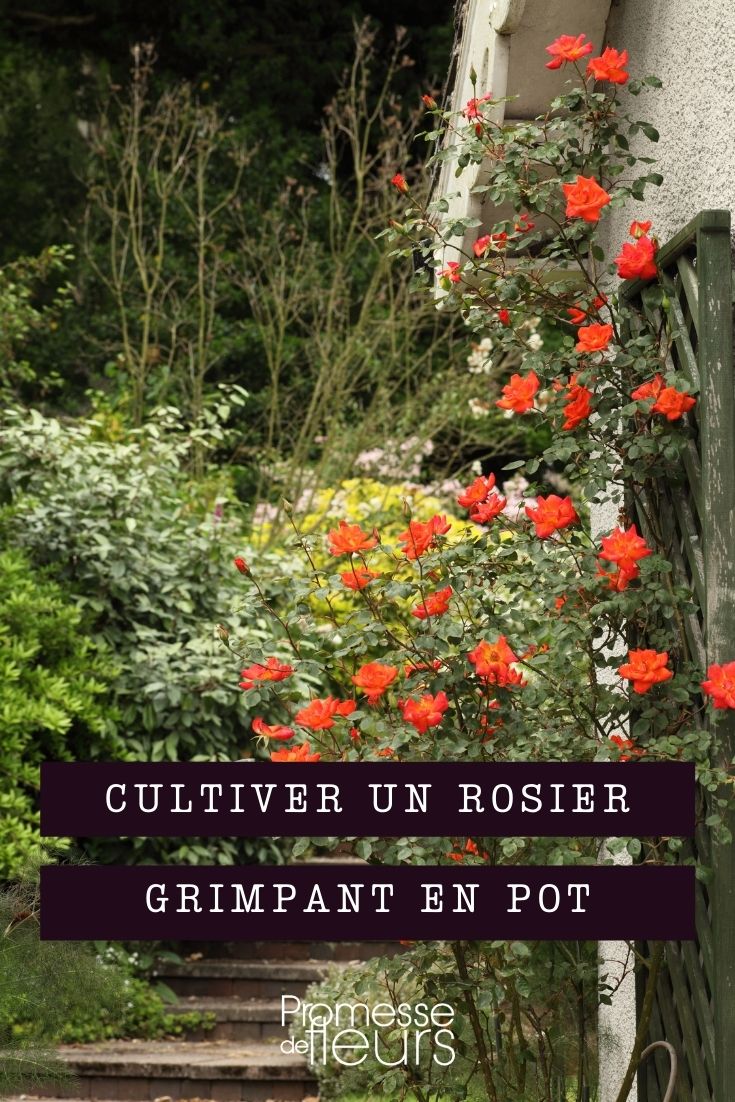 Growing Climbing Roses in Pots