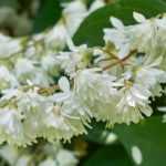 Choosing a Deutzia