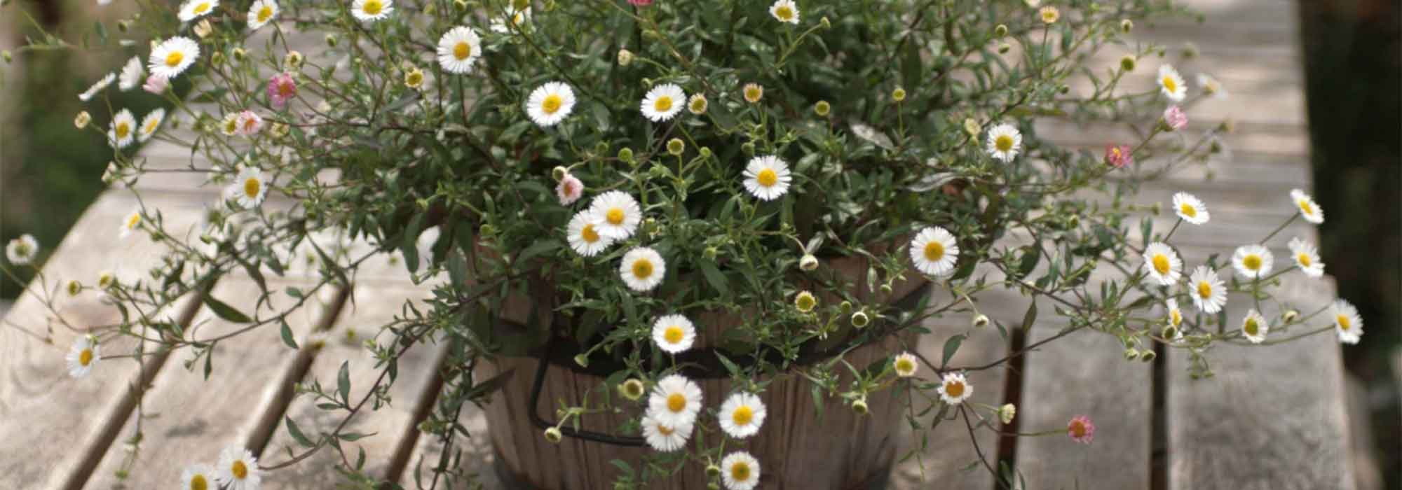 Erigeron: 7 ideas to beautifully pair it