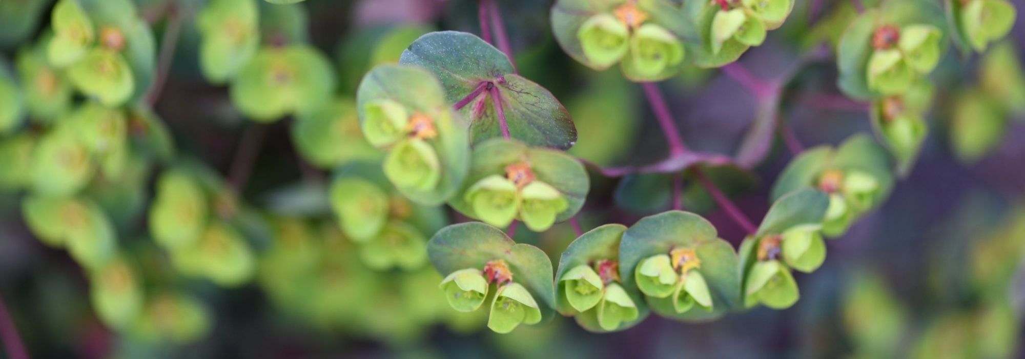 Growing a spurge in a pot