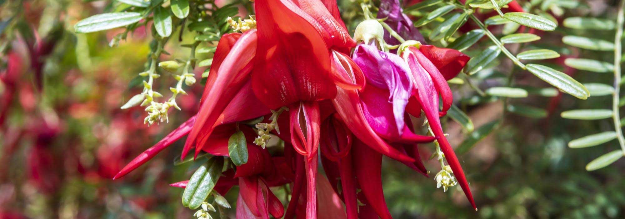 8 shrubs with extraordinary flowers