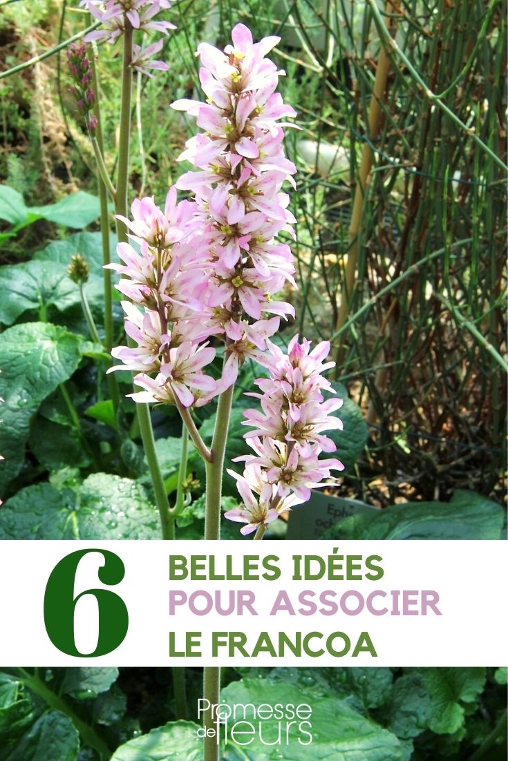 francoa-associer francoa-associer