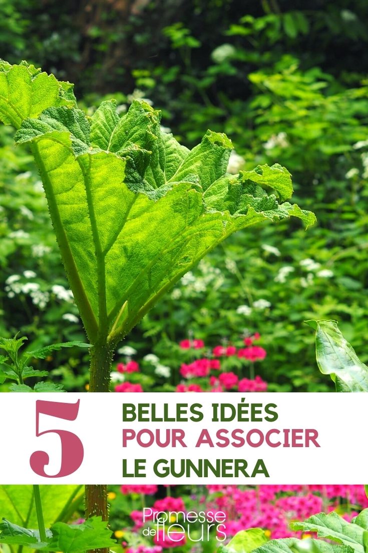 gunnera-partner gunnera-partner