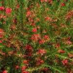 Drought-resistant hedge shrubs