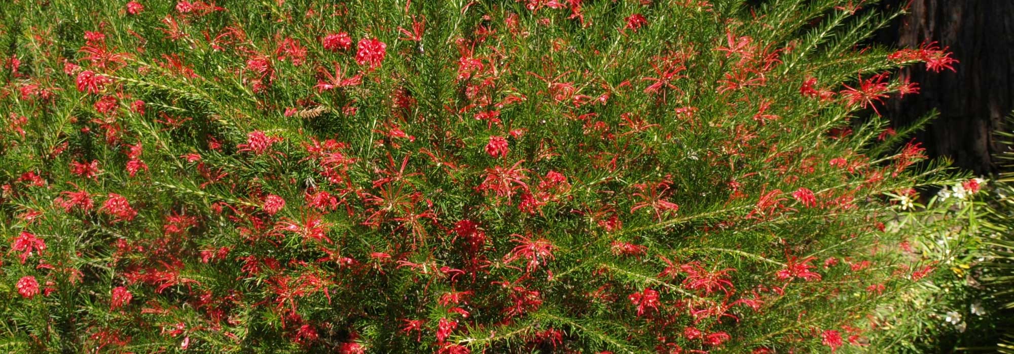 Drought-resistant hedge shrubs