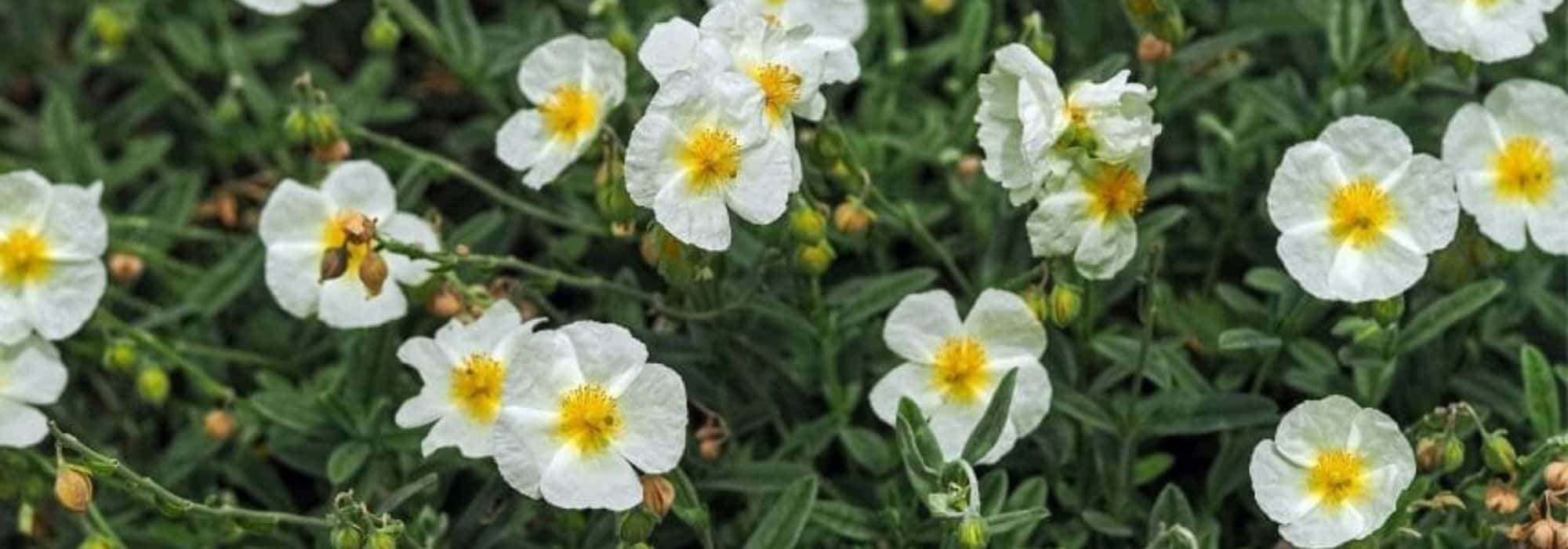 Pairing ideas with Helianthemums