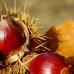 Chestnut and horse chestnut, what are the differences?