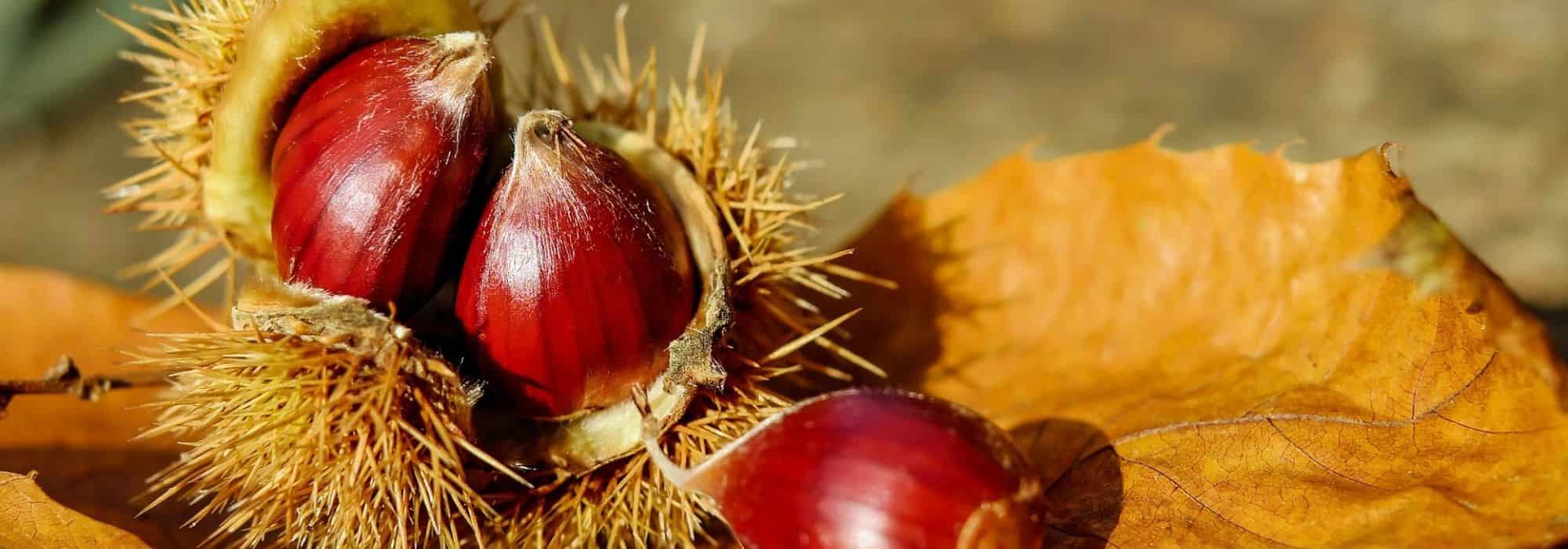 Chestnut and horse chestnut, what are the differences?