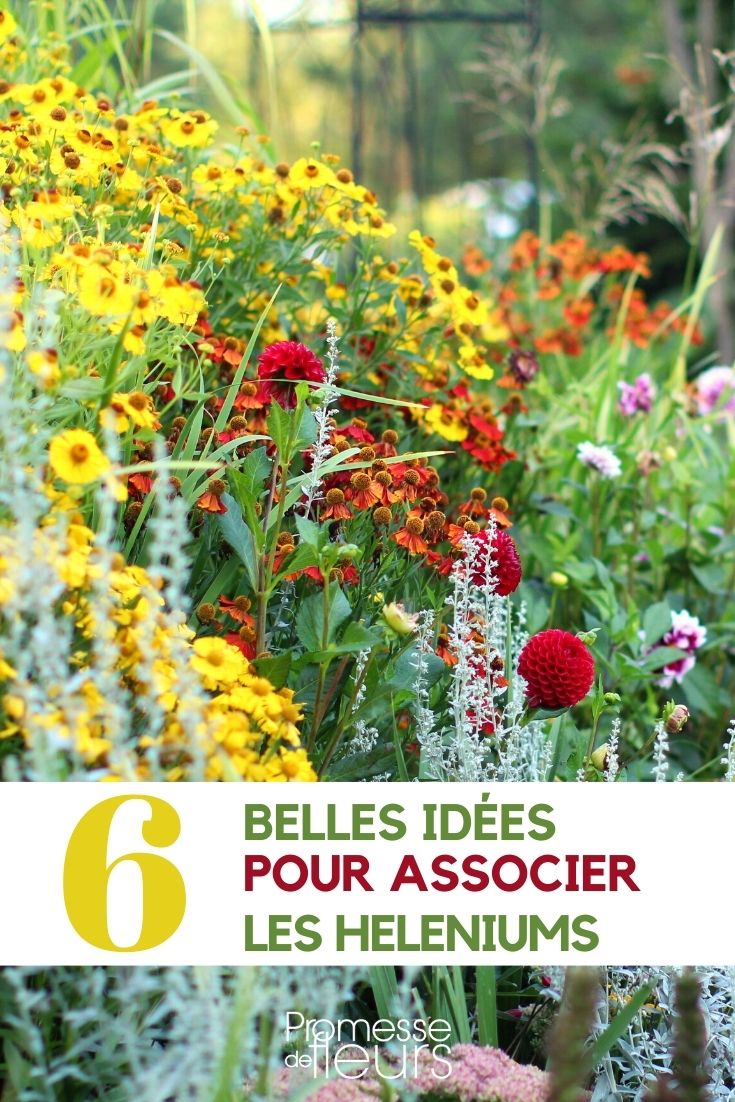 helenium-partner helenium-partner