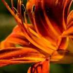 7 orange daylilies