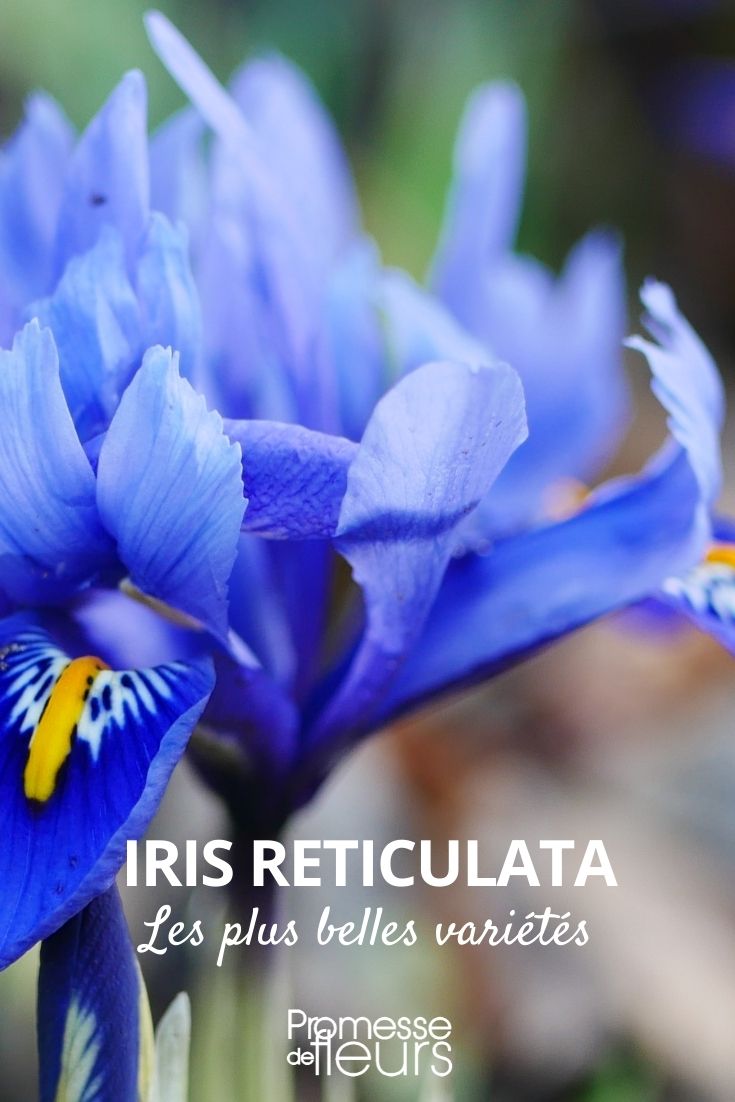 Reticulated Iris: Most Beautiful Varieties Iris reticulata: Most Beautiful Varieties