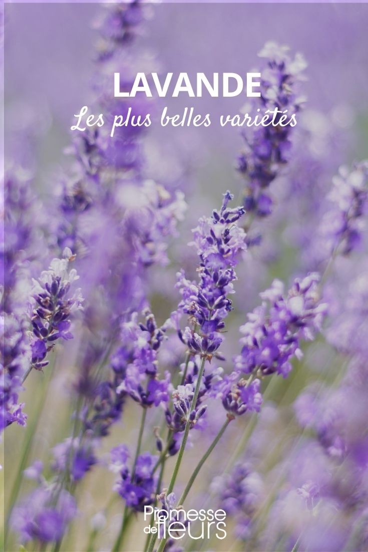 Lavender: The Most Beautiful Varieties Lavender: The Most Beautiful Varieties