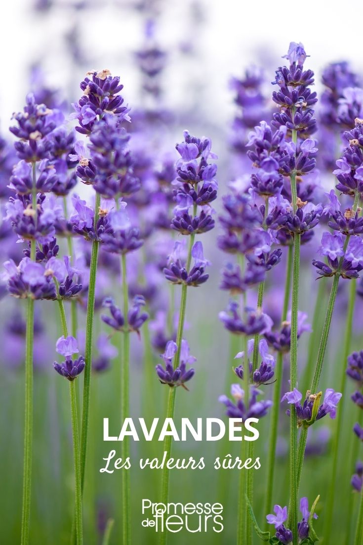 Lavender: Reliable Choices lavender reliable choices