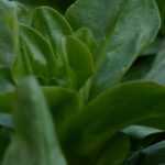 6 varieties of lamb's lettuce to grow in the vegetable garden