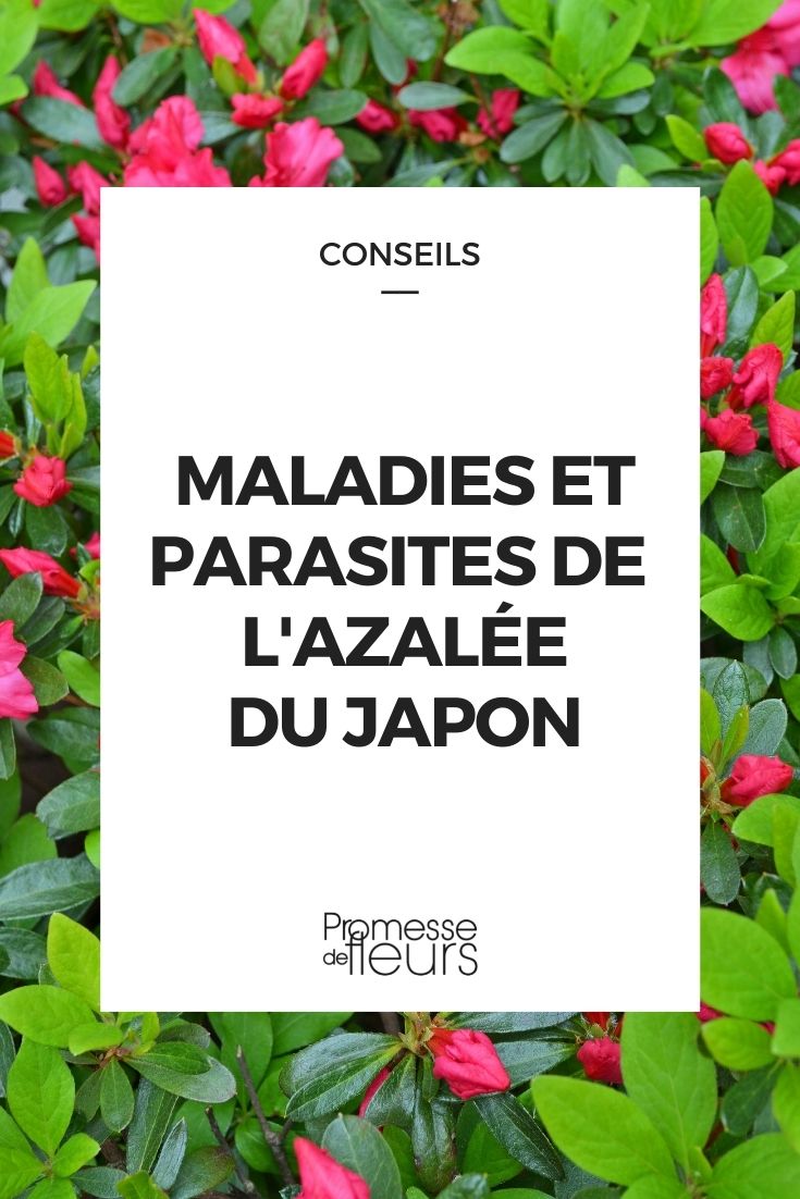 Parasitic Disease of the Japanese Azalea Parasitic Disease of Japanese Azalea
