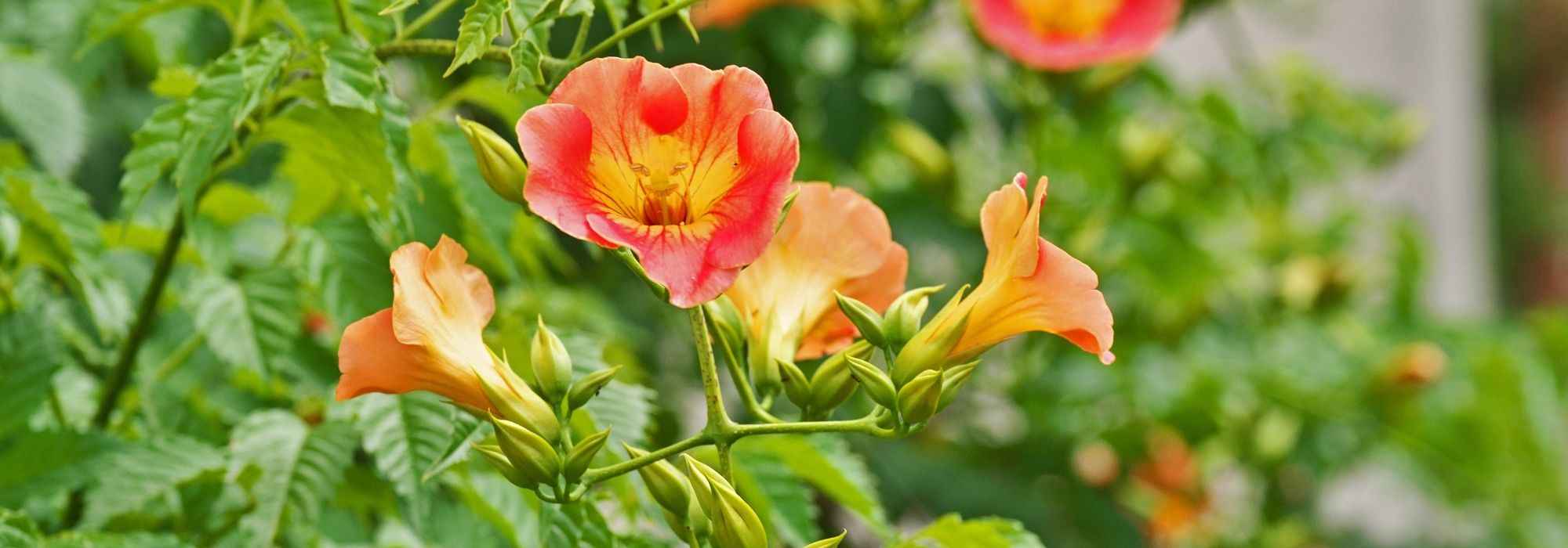 Diseases and pests of the trumpet vine