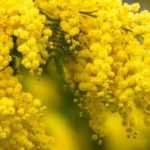 Which wattle to choose according to your region and its frost resistance?
