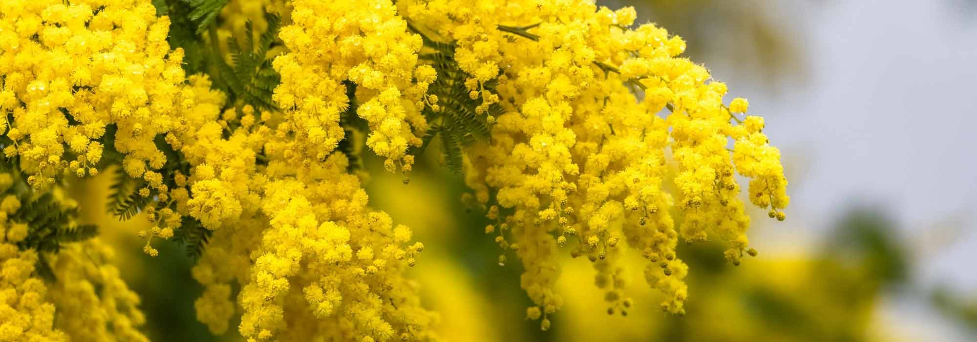 Which wattle to choose according to your region and its frost resistance?