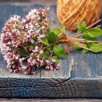 How to dry and use oregano?