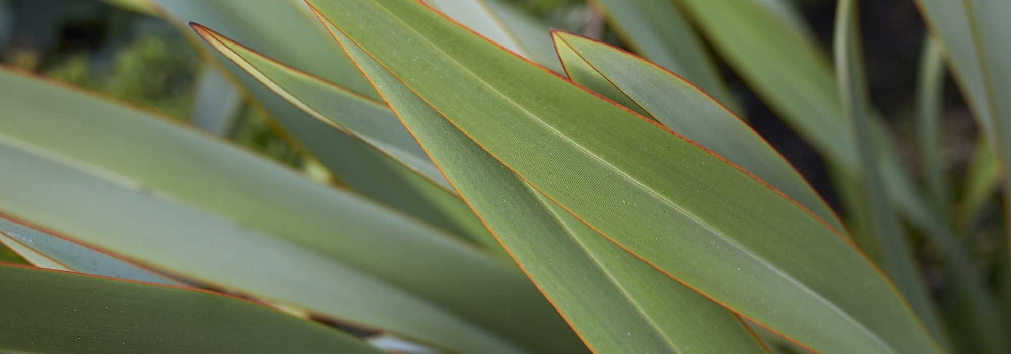 Which phormium to plant according to your region?